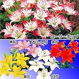 国華園　ユリ　お楽しみ豪華すかしユリセット　5種25球【※発送が国華園からの場合のみ正規品です】