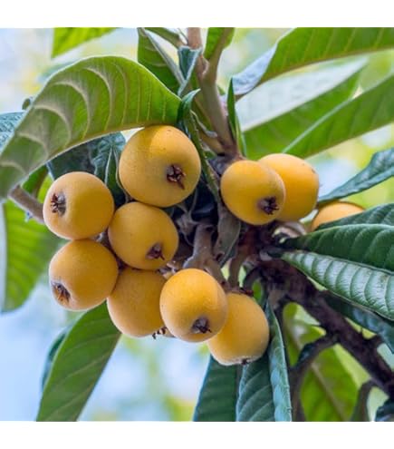 Amazon.co.jp: びわ 苗木 【クイーン長崎】 1年生接木苗 : DIY・工具