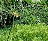 Cyperus papyrus - papyrus sedge - paper reed - Indian matting plant - Nile grass - 15 seeds