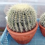 サボテンの王様：金シャチ[キンシャチ・金鯱]10号素焼き鉢植え ノーブランド品