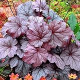 [パープル系・小型種]ヒューケラ：ジョージアプラム2.5号ポット 3株セット[MPS] ノーブランド品