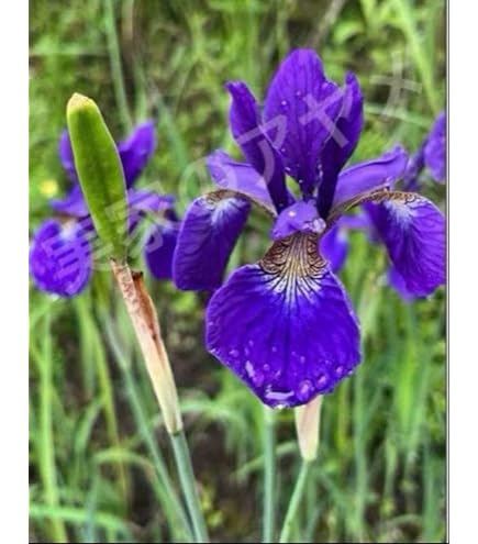 Amazon.co.jp: 山野草 中国産 アツモリソウ 花1葉1芽株5号鉢D : DIY