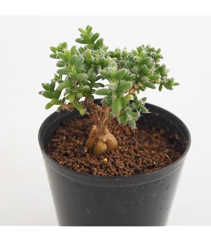 Amazon｜【現品限り】チレコドン・ノルティ【L2】 Tylecodon nolteei