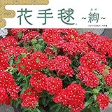 バーベナ花手毬・絢（あや）：あかいろ3号ポット 3株セット[サントリーのてまり咲きバーベナ] ノーブランド品