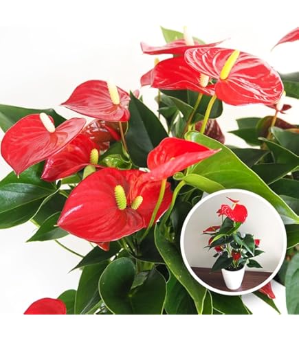 Amazon｜アンスリウム ワロクアーナム 3.5号 アーバンジャングル