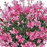 コンパクトガウラ[白蝶草]：リリポップピンク3号 3株セット[分枝性が非常によい、わい性品種!] ノーブランド品