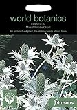 WB 英国ジョンソンズシード Johnsons Seeds world botanics collection Eryngium Miss Willmotts Ghost ワールド・ボタニクス エリン