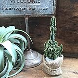 セレウス ペルヴィアナス 電磁波サボテン（ サボテン 多肉植物 ガーデニング インテリア 観葉植物 ）