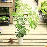 観葉植物：ネムの木（エバーフレッシュ）*