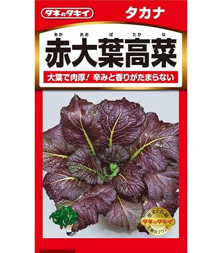 紫蘇 苗 緑と紫 大葉 赤紫蘇 苗 合わせて五株 紫蘇 苗 緑