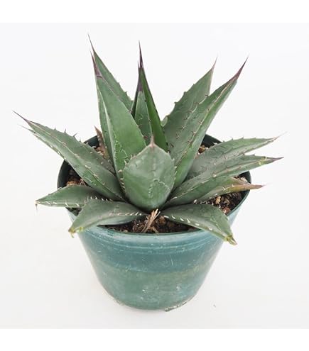 Amazon.co.jp: アガベ オバティフォリア 耐寒性◎ 地植え◎ ドライ