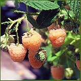 イエローラズベリー(キイチゴ)苗木 ファールゴールド 2株