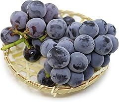 ぶどう 1.2kg (2~3房) マル南フルーツ 【9月上旬～10月上旬発送予定】 先行予約 巨峰 ピオーネ ニューベリーA ふじみのり 黒系 品種 おまかせ 大粒 甘い ぶどう 葡萄 産地直送 高級 人気 果物 フルーツ 国産 愛媛 宇和島 F01