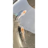 Amazon ともちゃんのメダカ屋さん 紅帝メダカの卵 ２０個 １０個 ノーブランド品 観賞魚 水中生物 通販