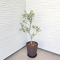 オリーブの木ページ 2セット 61iMUfVxq9L._AC_UL210_SR210,