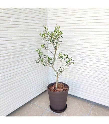 Amazon｜ユーカリの木 苗3株 セット販売｜観葉植物 オンライン通販