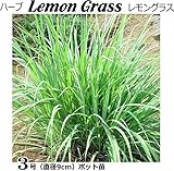 レモングラス　直径9cmポット苗 2ポット