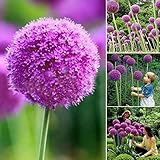 パープルジャイアントタマネギ 50個の種子 ガーデニング 植物 ホーム.(50個)