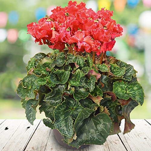 シクラメンの育て方 花の手入れの方法や夏越しのコツまで詳しく解説 農業 ガーデニング 園芸 家庭菜園マガジン Agri Pick