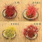 古典園芸植物　苗：錦糸南天（きんしなんてん）化粧プラスチック鉢　品種お選びください！ (赤縮緬)