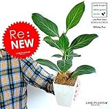 LAND PLANTS お試しサイズ ベンガレンシス 4号卓上サイズ ベンガルゴム