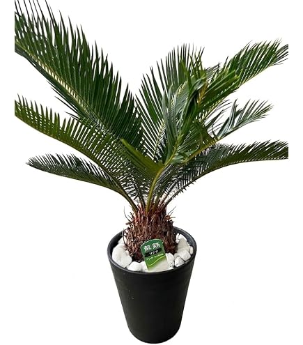 Amazon｜ソテツ 蘇轍 南国植物 鉢 熱帯植物 観葉植物 奄美蘇轍 底穴 大 