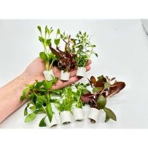Amazon.co.jp: 置くだけ簡単 ホワイトリング水草セット 7種【無農薬
