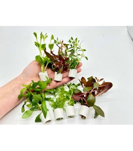 Amazon.co.jp: （水草）おまかせ水上葉 レイアウトセット 60cm水槽