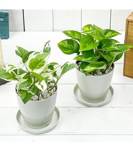 Amazon.co.jp: 観葉植物 ポトス ステータス フェンス仕立て 7号鉢