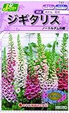 カネコ種苗 草花タネ743 ジキタリス 10袋セット