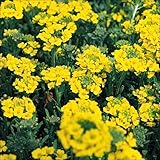 【メール便配送】国華園　花たね 黄花アリッサム 1袋(200mg)【※発送が国華園からの場合のみ正規品です】
