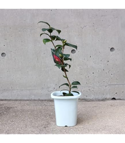 浦風　椿　鉢底約40cm 浦風 椿 鉢底約40cm 椿園オンラインショップ / 椿園オリジナル品種