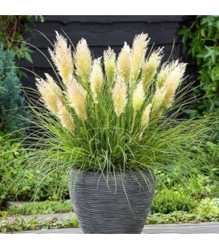 パンパスグラス　大型苗 Amazon.co.jp: パンパスグラス：ロゼア株分け苗 3.5号ポット