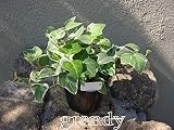 アイビー リサ 5本