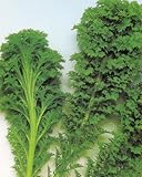 【種子】わさび菜