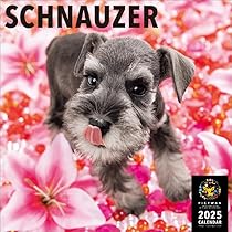 Amazon.co.jp: ミニチュアシュナウザー カレンダー ピクトワン 2025年