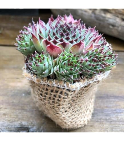 多肉植物　フローレンス錦　カット苗　極美斑、超美苗 錦 | RuPo 多肉植物専門店