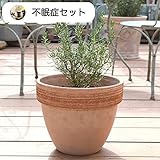 ハーブ栽培セット （ ジャーマン カモミール ＆ ローマン カモミール ）【 不眠症 対策 】