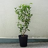 アセロラ苗 甘味系ハワイ種　挿木苗(中サイズ)