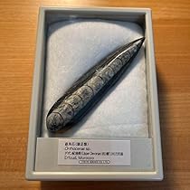 直角貝　化石　モロッコ産　標本 楽天市場】オルソセラス 直角貝 ミニサイズ 化石◇モロッコ産