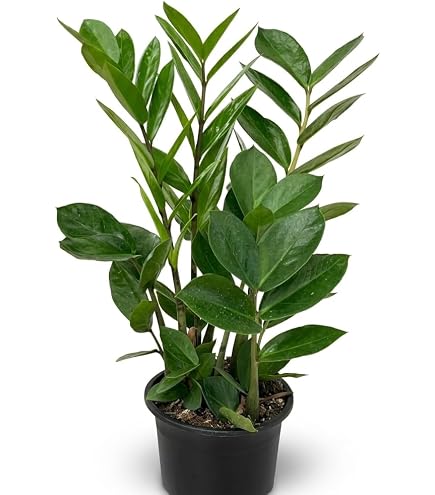 Amazon｜おしゃれ 観葉植物：金銭樹 ザミオクルカス レイヴン*5号