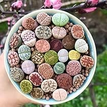 多肉植物　リトープス　贅沢カラフル箱　100苗以上あり　三面モンスター入り 多肉植物 リトープス 贅沢カラフル箱 100苗以上あり 三面