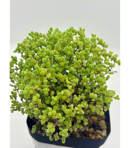 Amazon.co.jp: 1500 ◇311ドロサンテマム グロボーサム 蜜橘 カット苗