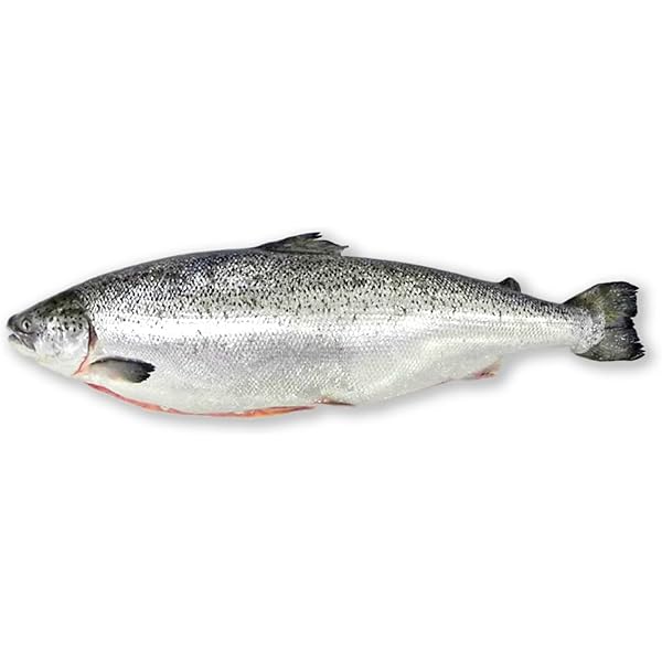 Amazon.co.jp: 築地魚群 天然 スズキ1尾 国産 1-1.5kg前後サイズ