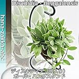 【ユニークな浮いてる観葉】 ディスキディア・エメラルド（斑入り）吊り鉢　ハングスタンド 【インテリアグリーン】