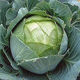 野菜Ballheadキャベツの種子アマーウクライナ家宝NON-GMO