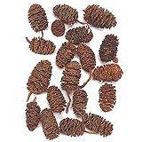 東京堂 天然素材 ヤシャブシ大 (50コ入り) DT066165