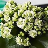 カランコエ：クイーンモアフラワーズ パリ4号鉢植え[グリーンホワイトの豪華な八重咲品種] ノーブランド品
