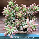 オーロラ　多肉植物