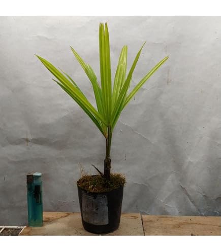 Amazon｜【観葉植物／種子】Trachycarpus シュロ◎棕櫚、棕梠、椶櫚